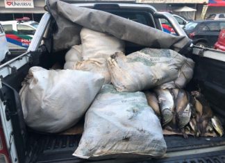 Polícia Civil doa a instituição assistencial da capital 586 quilos de pescado em situação irregular apreendidos nesta sexta-feira (4)