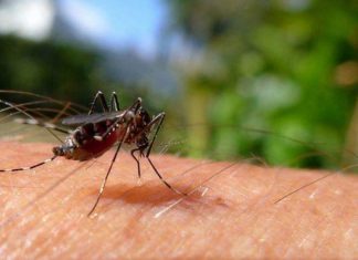 Casos de dengue, chikungunya e zika caem no AM em janeiro de 2018