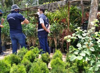 Adaf intensificou ações de defesa vegetal no Amazonas em 2021
