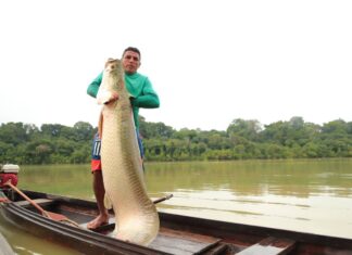 Amazonas ganhou três novos acordos de pesca ao longo de 2021