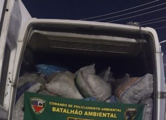 PMAM apreende carga de carvão vegetal ilegal na rodovia AM-010
