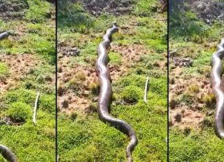‘Raridade’, afirma trabalhador que flagrou sucuri amarela gigante