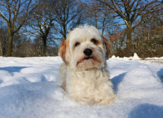 Menina de 10 anos sobrevive a tempestade de neve abraçando um cachorro