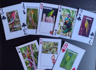 Estudantes de Tefé desenvolvem jogo de cartas inspirados em aves da Amazônia