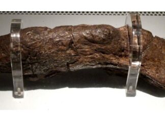 MAIOR FÓSSIL DE FEZES HUMANAS JÁ ENCONTRADO REVELA DOENÇA DE VIKINGl