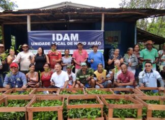 Em Novo Airão, Idam realiza entrega 1.400 mudas de castanha-do-Brasil a agricultores familiares