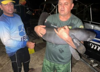 PMAM resgata filhote de peixe-boi em Parintins