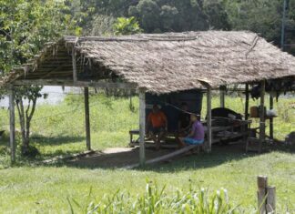 Floresta+ Amazônia abre chamada pública para pequenos produtores e proprietários de imóveis rurais