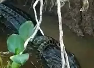 Jacaré ‘gigante’ tenta comer sucuri, veja o vídeo