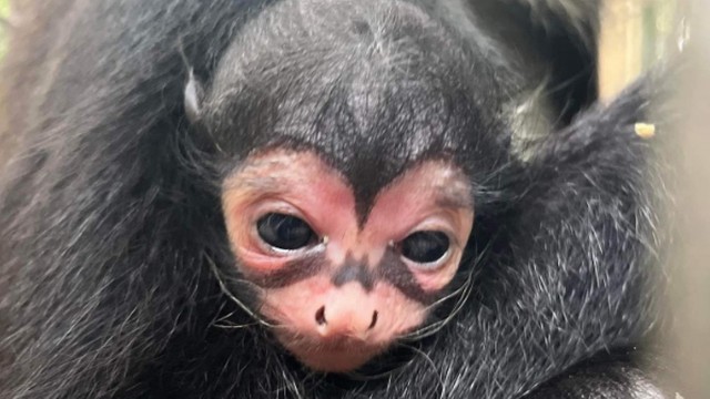 macaco