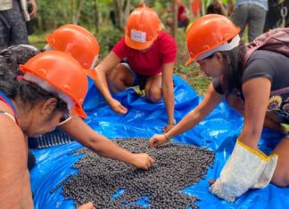 Em Manicoré, Idam incentiva boas práticas no manejo do açaí nativo e da castanha-do-Brasil