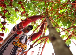 Governo do Estado investe em novas tecnologias de produção de café no Amazonas
