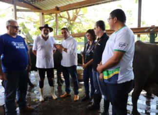 Dia no Campo: Governo do Amazonas realiza ação na bubalinocultura em Parintins