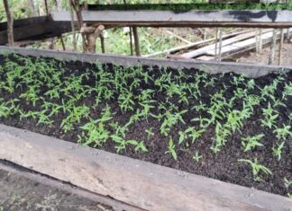 Em Maués, Polícia Militar do Amazonas destrói plantação de maconha