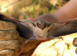 Quarta morte por raiva humana é confirmada; novo caso está sendo investigado