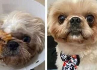 Vídeo: Cachorrinho perde o olho direito após ida ao pet shop