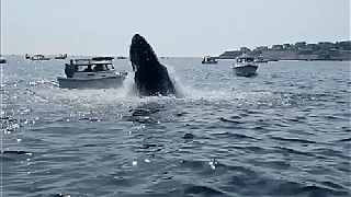 Vídeo: Baleia salta do oceano e pousa em cima de um barco de pesca