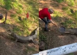 Homem usa frigideira em briga com crocodilo; veja o vídeo!