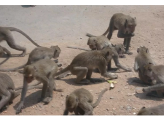 Bebê morre após ser arremessado por macacos do terraço de casa