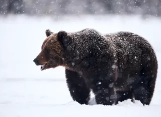 Ex-atleta e turistas caem de helicóptero e são devorados por ursos