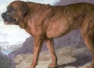 Conheça 16 raças de cachorro que não existem mais e saiba o porquê
