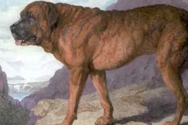 Conheca-16-racas-de-cachorros-que-nao-existem-mais-e-saiba-porque-1-600x400
