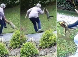 Mulher sofre ataque de raposa enfurecida. Veja o vídeo!