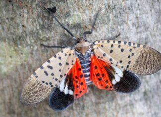 Mosca destruidora de lavouras é impedida de ser morta por conta de sua beleza