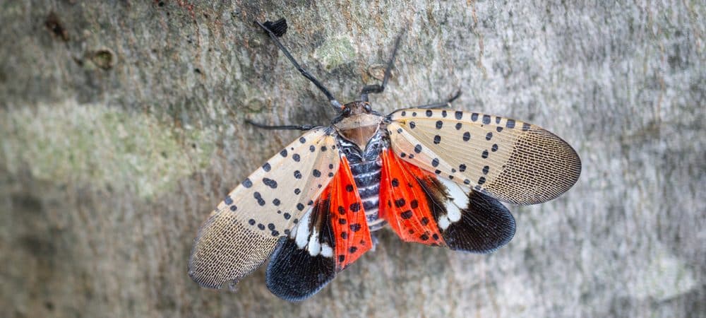 mosca-lanterna-pintada-eua-1000x450.jpg