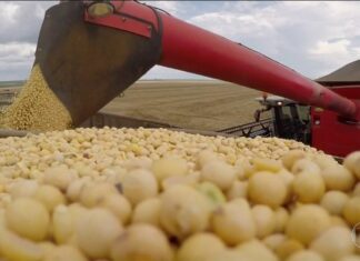 Brasil deve colher a maior safra agrícola ainda este ano