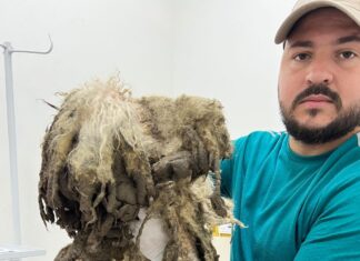 Cachorro com corte profundo na cabeça é resgatado em situação precária na Zona Leste