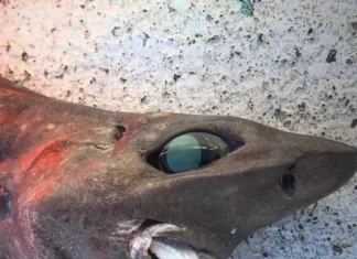 Sem querer, pescador pega tubarão inusitado que vem das profundezas