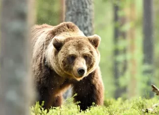 Menino de 9 anos fica gravemente ferido em ataque de urso pardo
