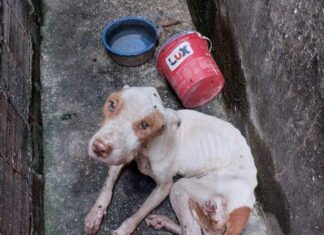 Mais de 70 animais são resgatados em situação de maus-tratos na região metropolitana de Manaus pelo S.O.S Pet neste ano