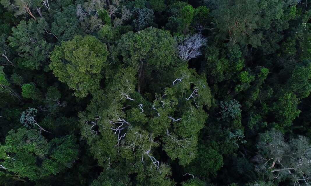 floresta_amazonica_vista_de_cima