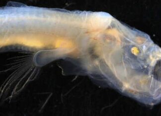 Cientistas australianos descobrem possíveis novas espécies em antigos vulcões submersos