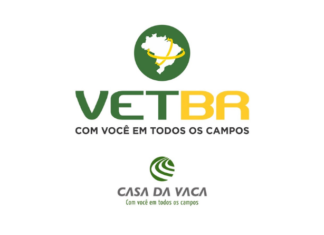 Cuidados que você deve ter com seu cachorro durante o verão