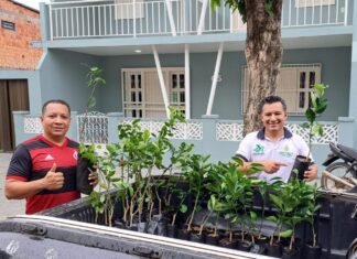 Idam fomenta a agricultura familiar em Codajás com distribuição de mudas de citros