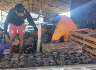 Em Manicoré, Idam acompanha seringueiros da extração à comercialização da borracha