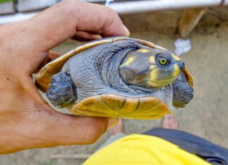 Pesquisa apoiada pelo Governo do Amazonas capacita sobre manejo alimentar de quelônios