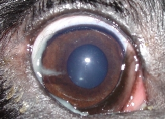 Ceratoconjuntivite seca: a doença do olho seco que é grave e comum em cães, mas pouco conhecida pelos tutores