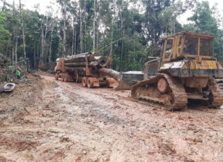 Ipaam alerta sobre período do Defeso Florestal no Amazonas