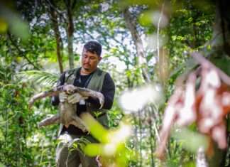 UGPE resgata 37 animais da fauna silvestre, em obras do Prosamin+