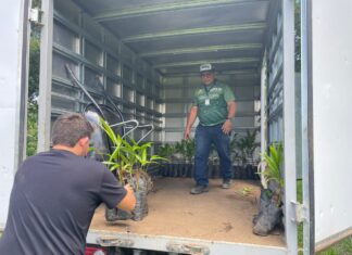 Em Parintins, Idam pretende distribuir 14 mil mudas de açaí a agricultores familiares
