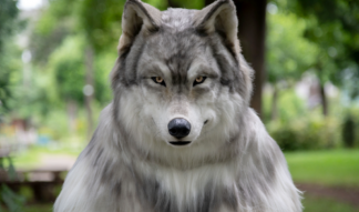 Homem gasta R$ 120 mil para ‘virar’ lobo no Japão