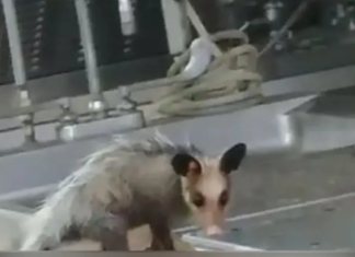 Gambá é flagrado comendo parte de corpo no IML;veja o vídeo