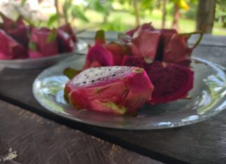 Idam busca alavancar a cultura de pitaia no Amazonas em parceria com maior agricultor da fruta no estado