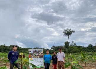 Técnicos do Idam promovem capacitação em cultivo de banana com unidade demonstrativa no Careiro Castanho