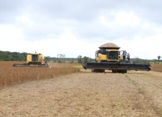 Crédito rural impulsiona produção de grãos com novas tecnologias no sul do Amazonas, aponta Sepror