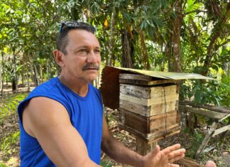 Meliponicultor prevê expansão da criação de abelhas a partir de incentivo do Governo do Amazonas